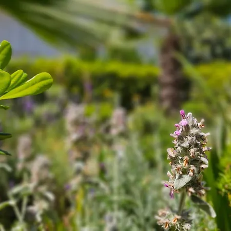 Sunset 2 - Zaklina 2 Njivice