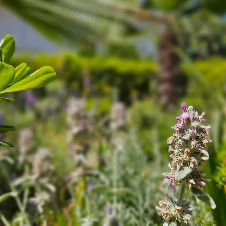 Sunset 2 - Zaklina 2 * Njivice