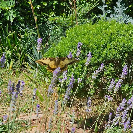 Appartement Sunset 2 - Zaklina 2