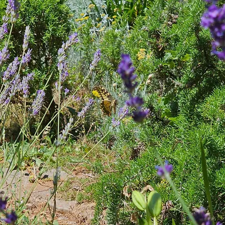 Sunset 2 - Zaklina 2 * Njivice